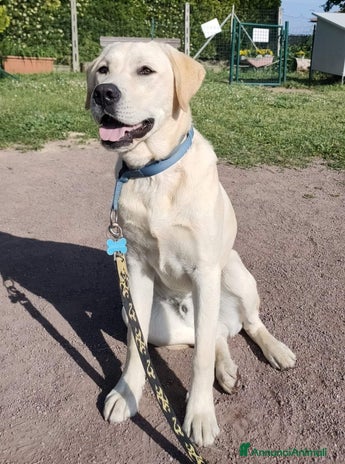 Labrador cani a Città metropolitana di Roma Capitale - Annuncio 1