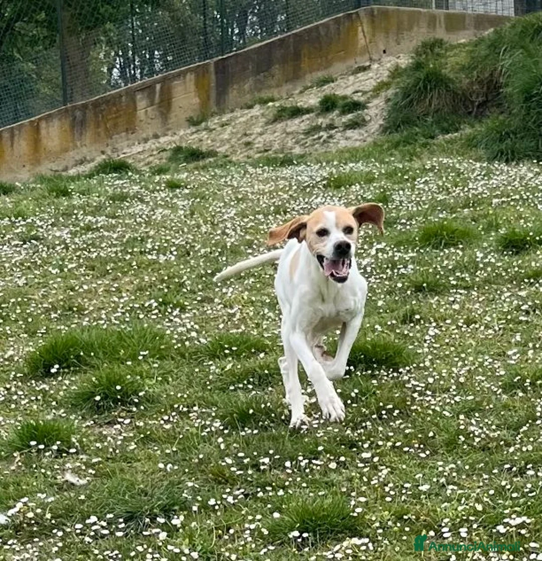 Pointer cani in regalo: AMANDA 5 anni pointer dolcissima - Annuncio 6