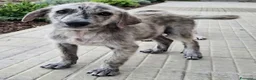 Meticcio cani in regalo: Argent 2 mesi taglia media  - Annuncio 3