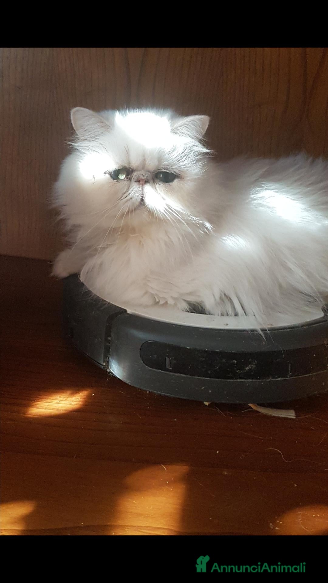Persiano gatti Gatta persiana adulta - Annuncio 3
