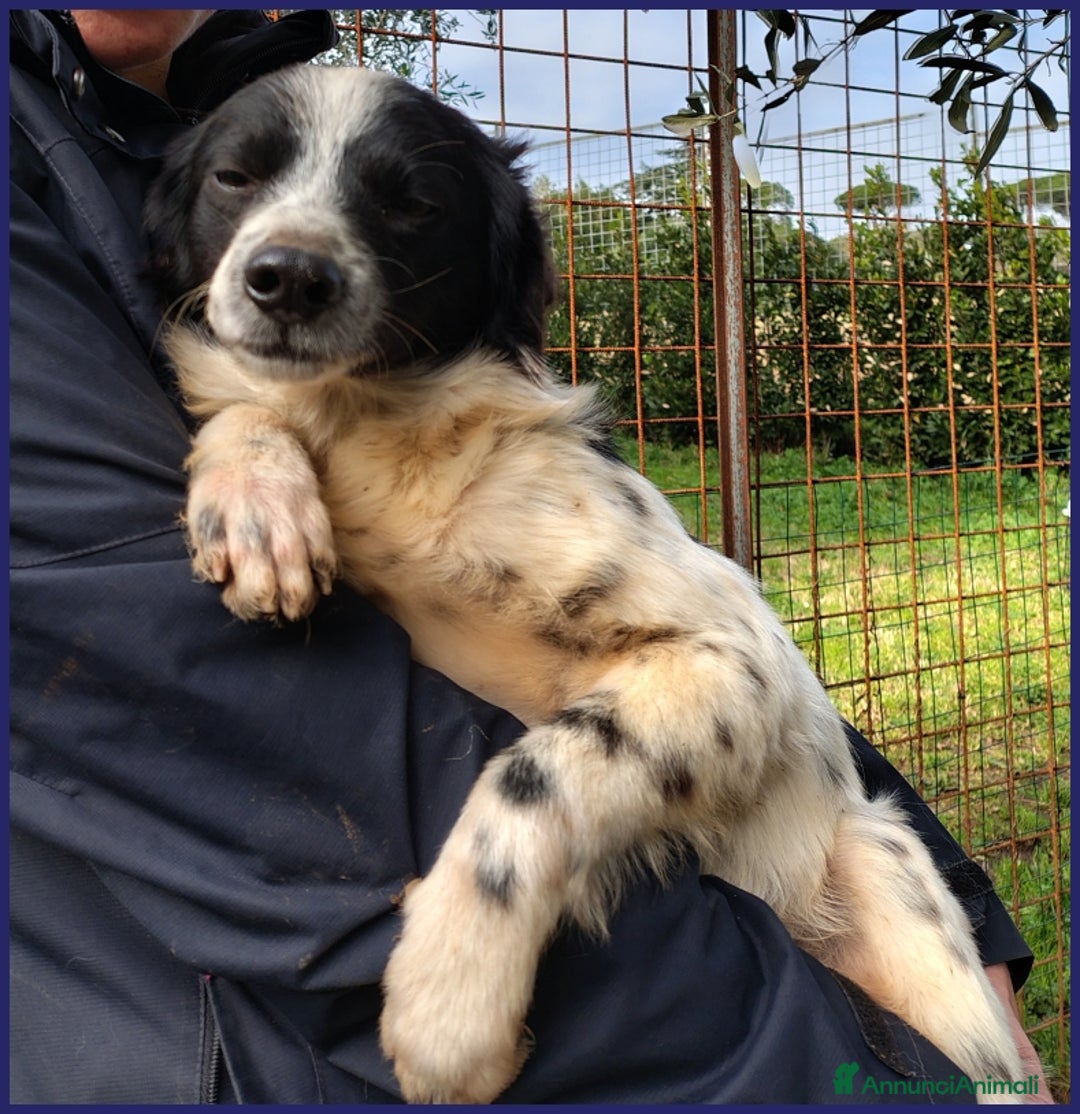 Meticcio cani in regalo: CURACAO, CUCCIOLONE 9 MESI, TIMIDO MA CERCA AMORE a Città metropolitana di Milano - Annuncio 9