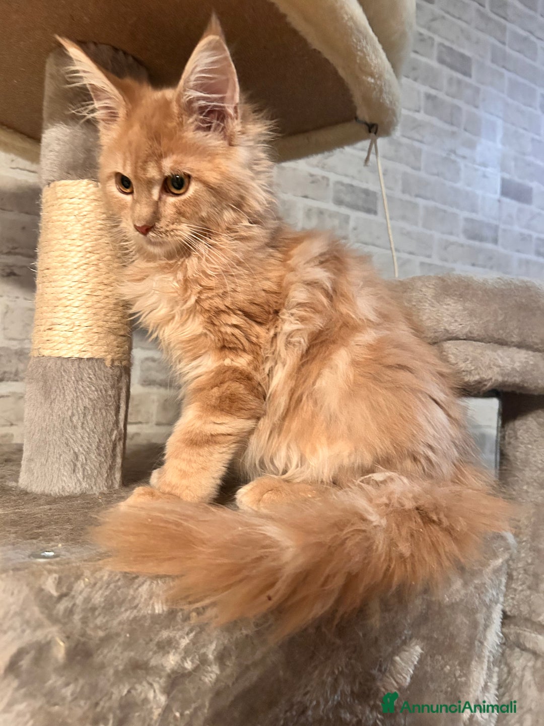 Maine Coon gatti in vendita: Cuccioli Maine Coon - Annuncio 9