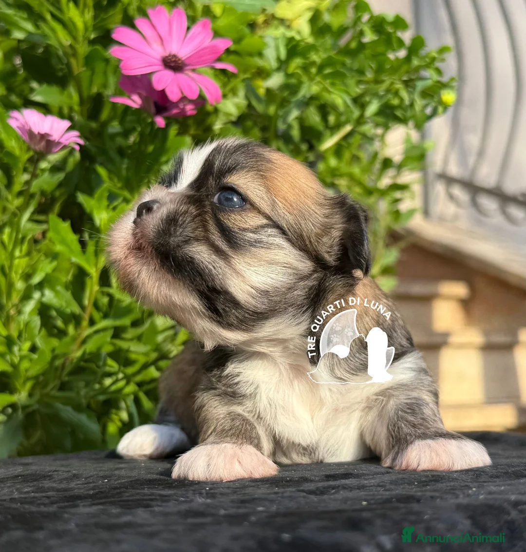 Maltipoo cani in vendita: Tre Quarti di Luna Barboncino Maltipoo Lhasa Apso - Annuncio 2