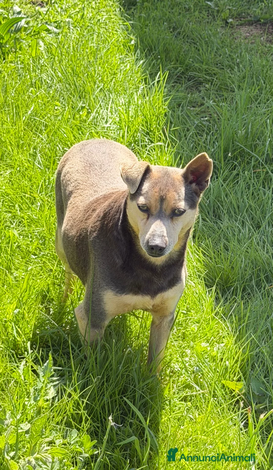 Meticcio cani in regalo: Ken taglia media a Provincia di Como - Annuncio 3