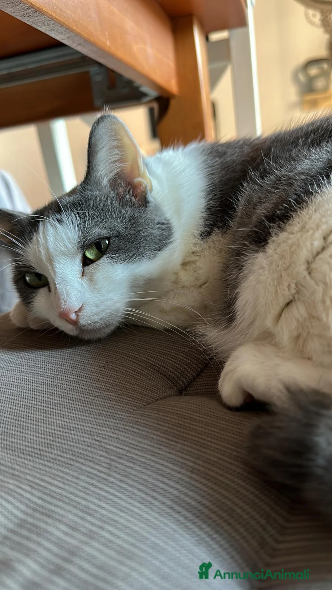 Europeo gatti in regalo: Teneri gatti in adozione, WEINE e UANA! - Annuncio 2