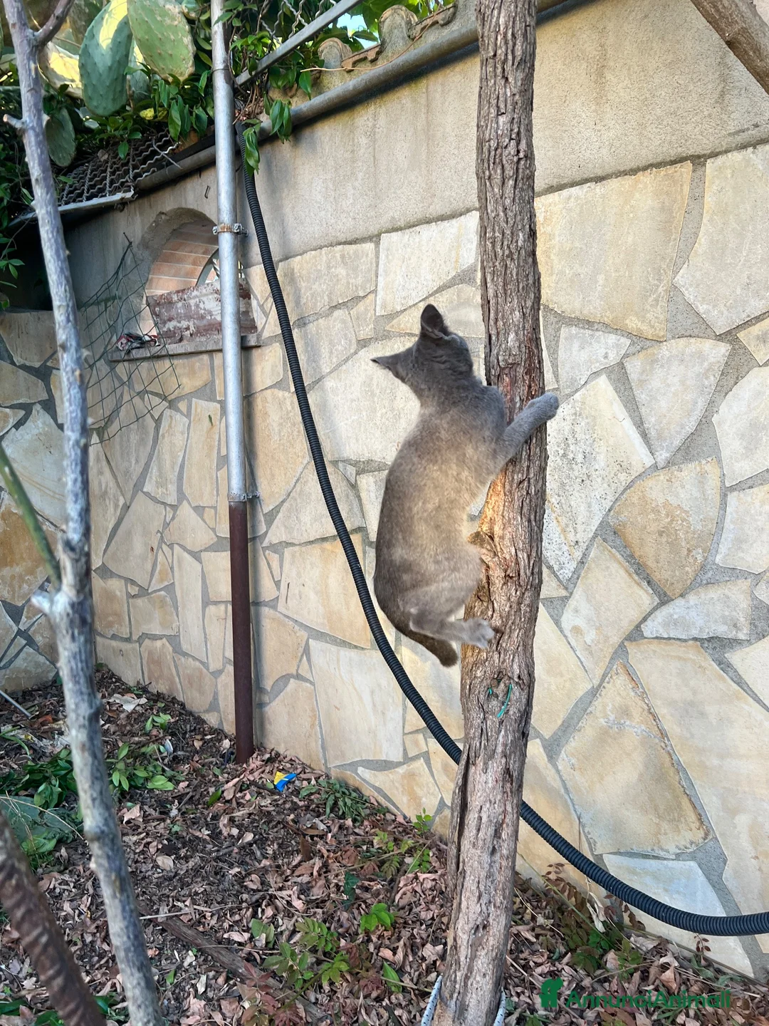 Altre razze gatti in regalo: Bellissimo gatto grigio cerca casa ❤️ - Annuncio 2