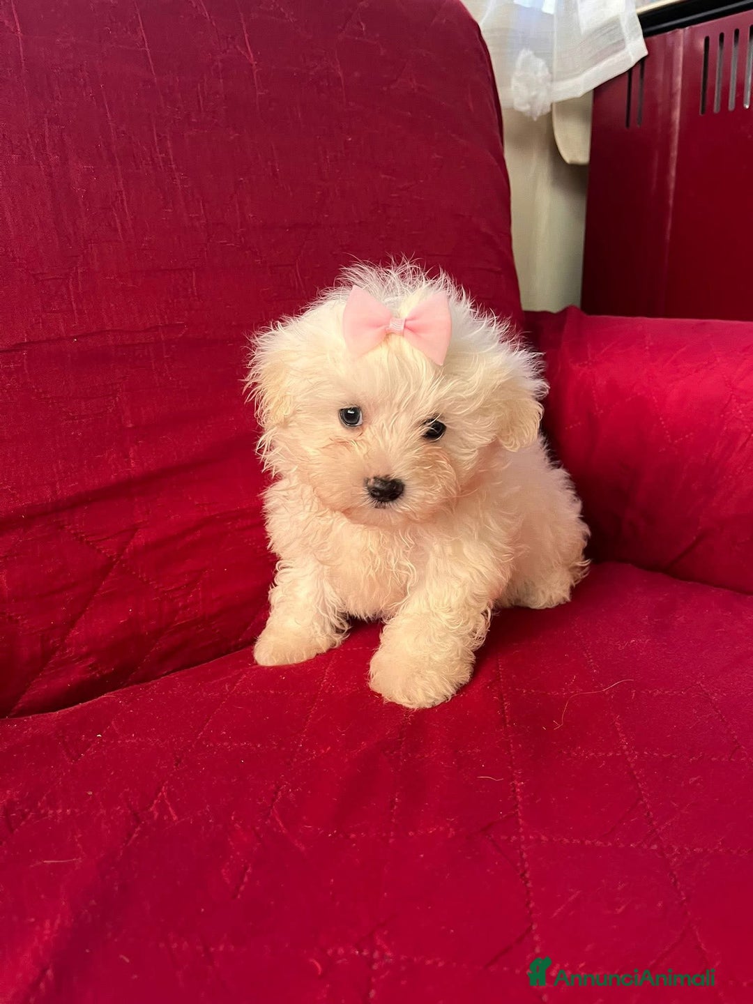 Maltese cani in vendita: Maltesi toy - Annuncio 1