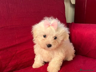 Maltese cani Maltesi toy - Annuncio 14