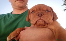 Dogue de Bordeaux cani in vendita: Disponibili Cuccioli di Dogue de Bordeaux a Provincia di Modena - Immagine 2