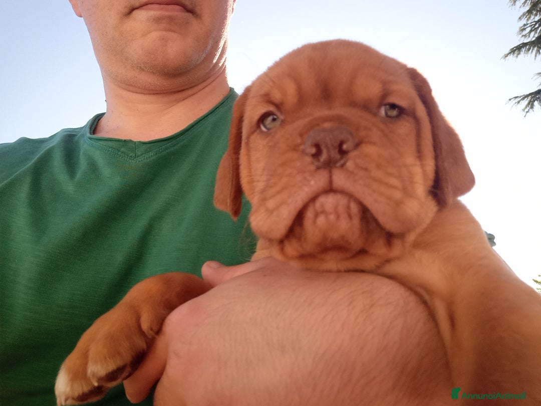 Dogue de Bordeaux cani in vendita: Disponibili Cuccioli di Dogue de Bordeaux a Provincia di Modena - Immagine 2