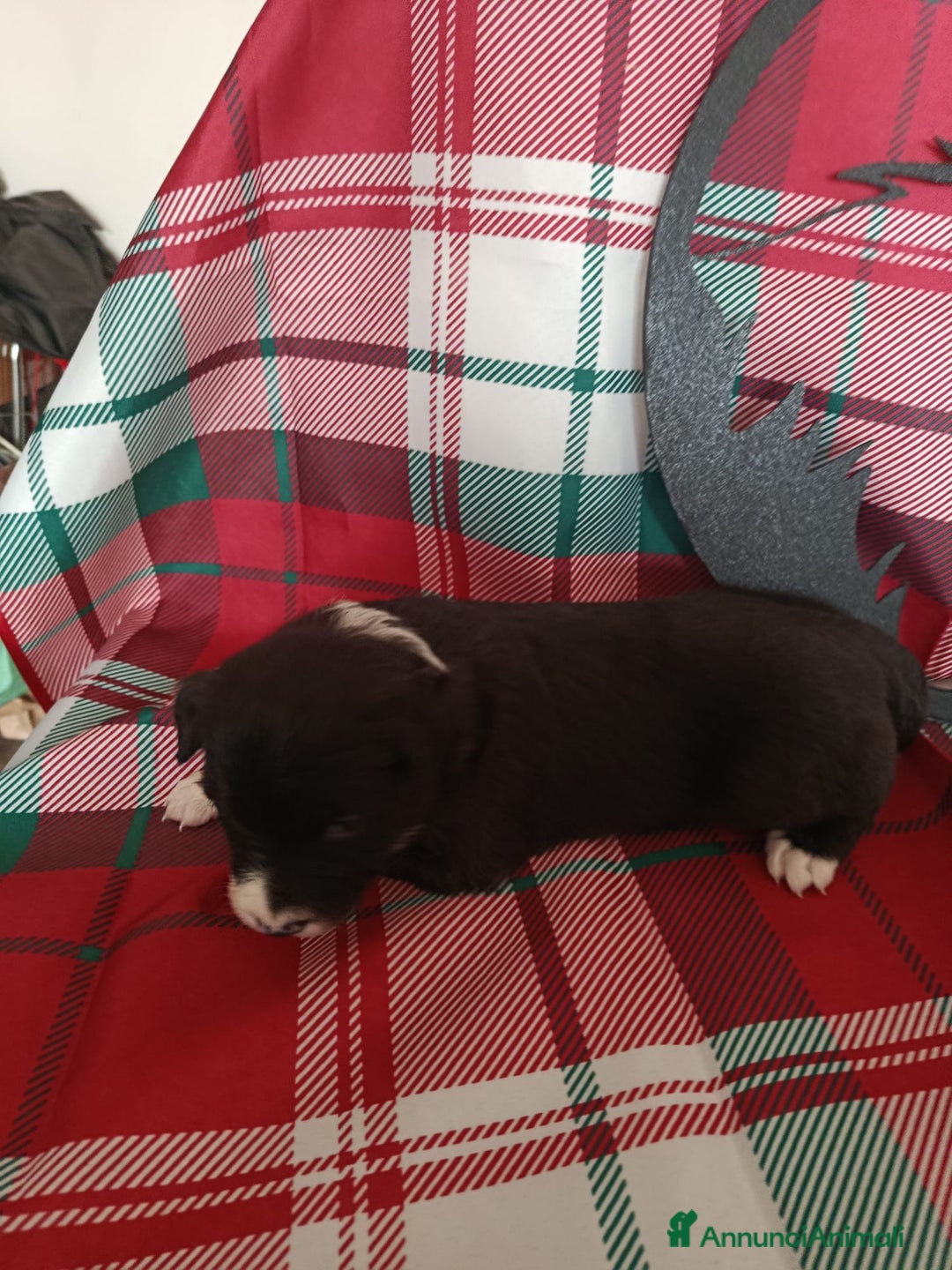 Border Collie cani in vendita: cuccioli border collie  - Annuncio 6