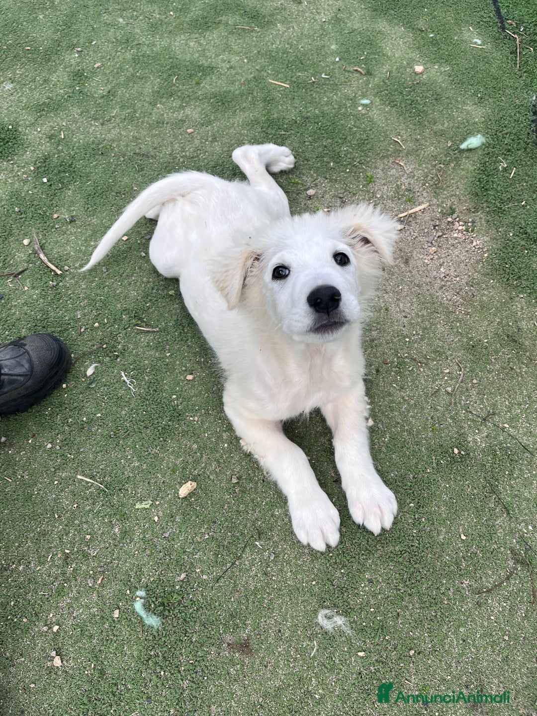 Pastore Maremmano cani in regalo: Vigorsol aspetta una famiglia - Annuncio 4