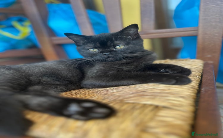 Scottish gatti a Provincia di Mantova - Annuncio 10