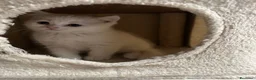 British gatti in vendita: gattini British & Scottish fold - Annuncio 12
