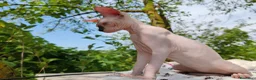 Sphynx gatti in vendita: Disponibili splendidi cuccioli di Sphynx ✨ - Annuncio 16