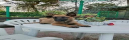 Pastore Belga cani in vendita: Cucciolata Pastore Belga Malinois in Italia  - Annuncio 3