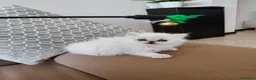 Persiano gatti in vendita: Cucciolata persiani Chinchilla  - Annuncio 4