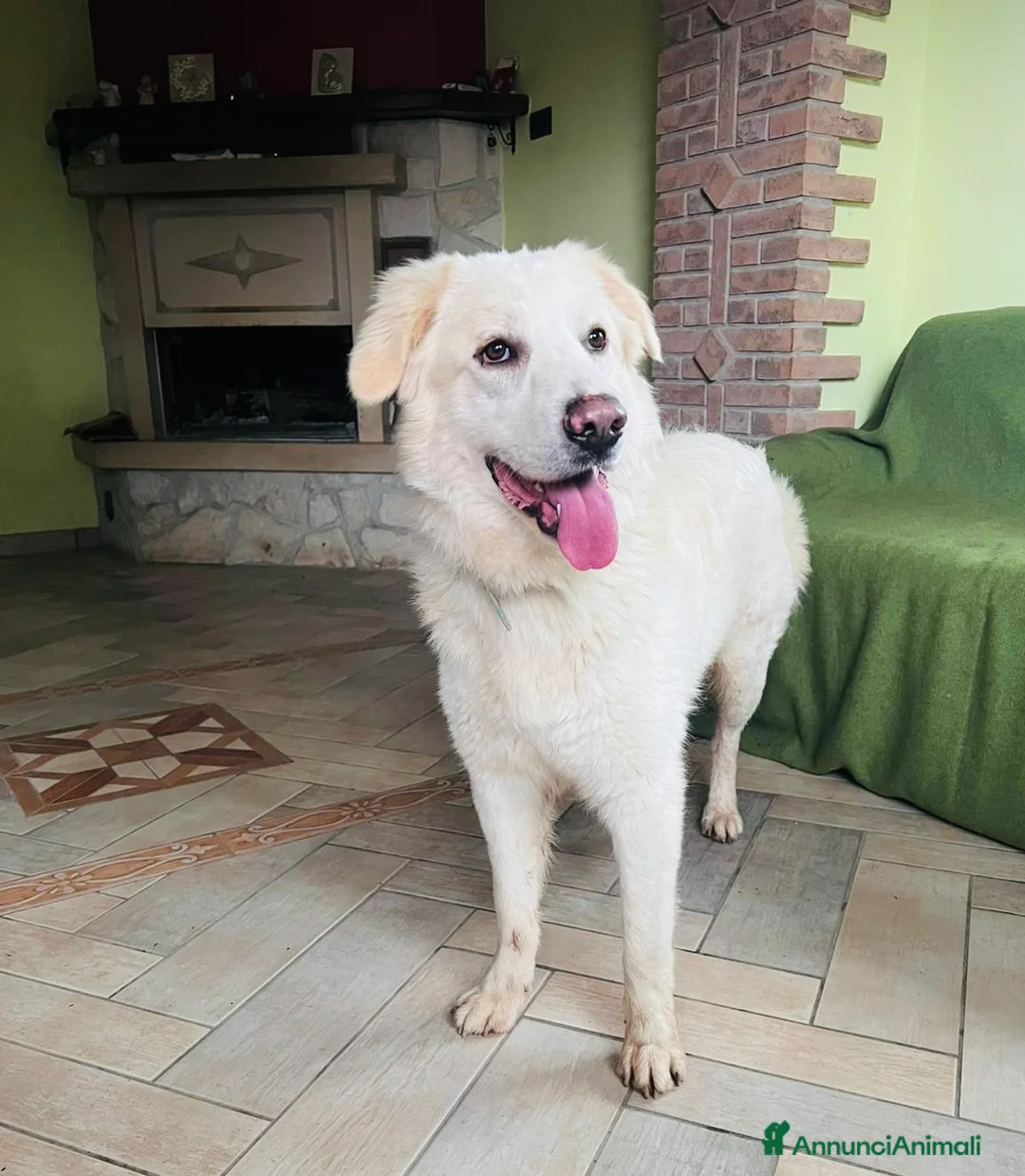 Meticcio cani in regalo: Cucciolo 6 mesi vaccinato tg medio grande - Annuncio 6