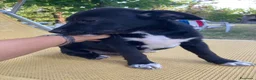 Meticcio cani in regalo: Regalo cucciolo cane nero  a Provincia di Modena - Annuncio 3