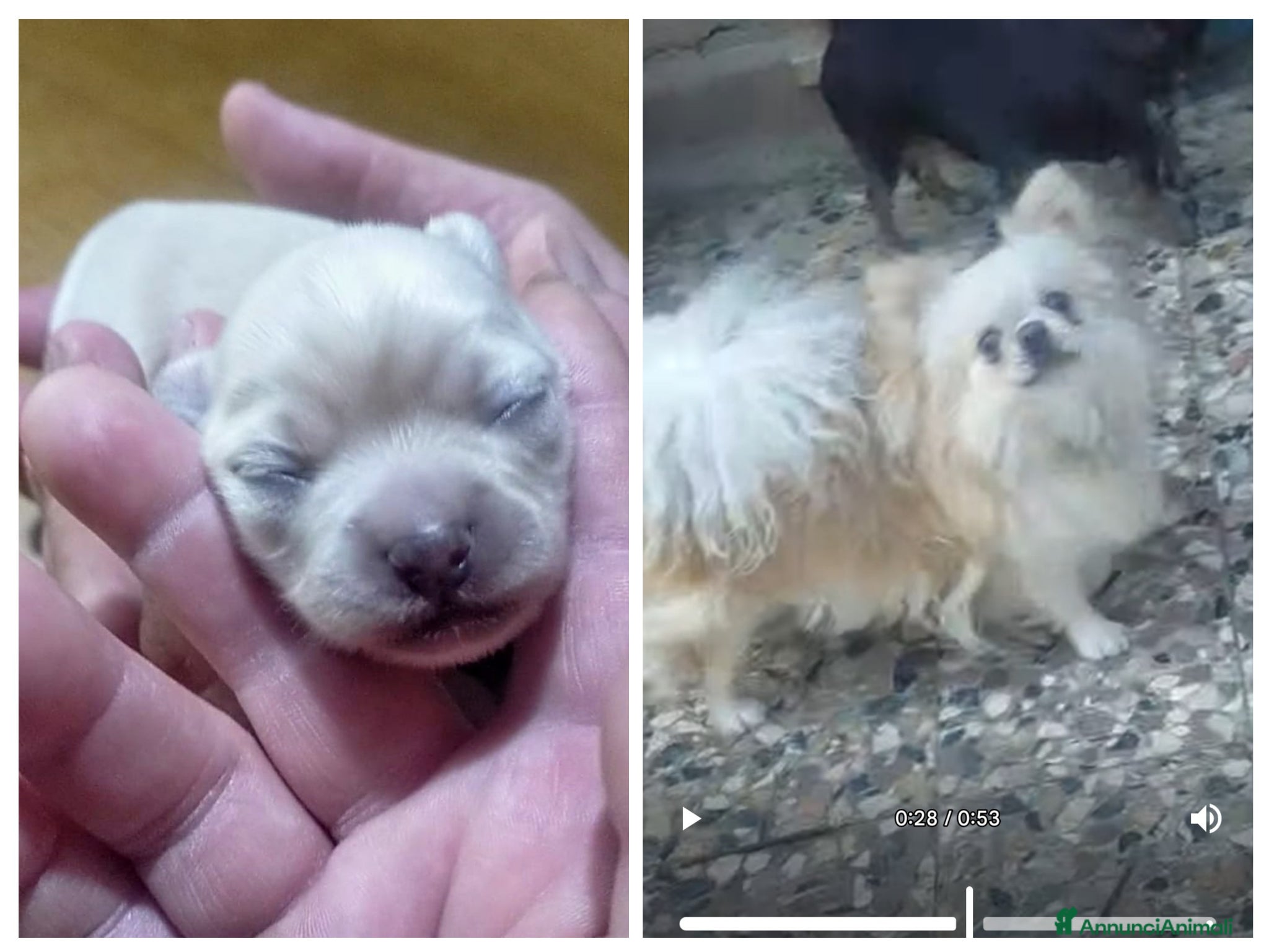 Chihuahua cani Chihuahua pedigree ENCI eccellente  - Annuncio 2