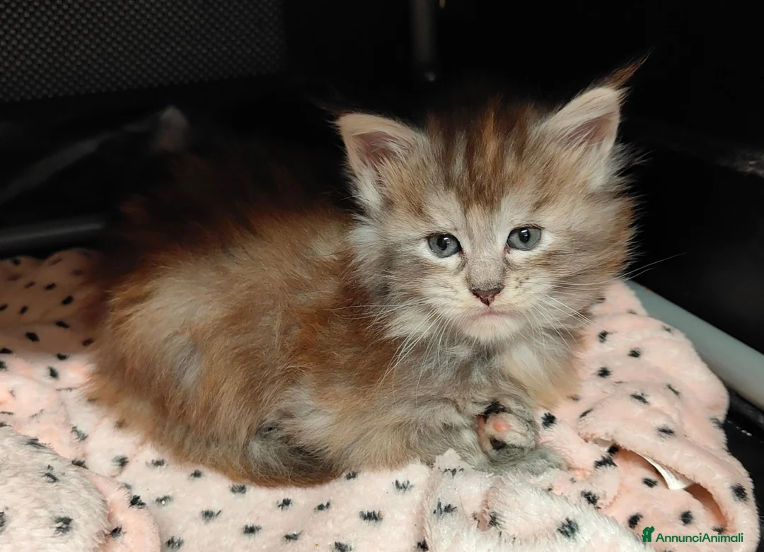 Maine Coon gatti in vendita: Cuccioli di Maine coon  - Annuncio 6