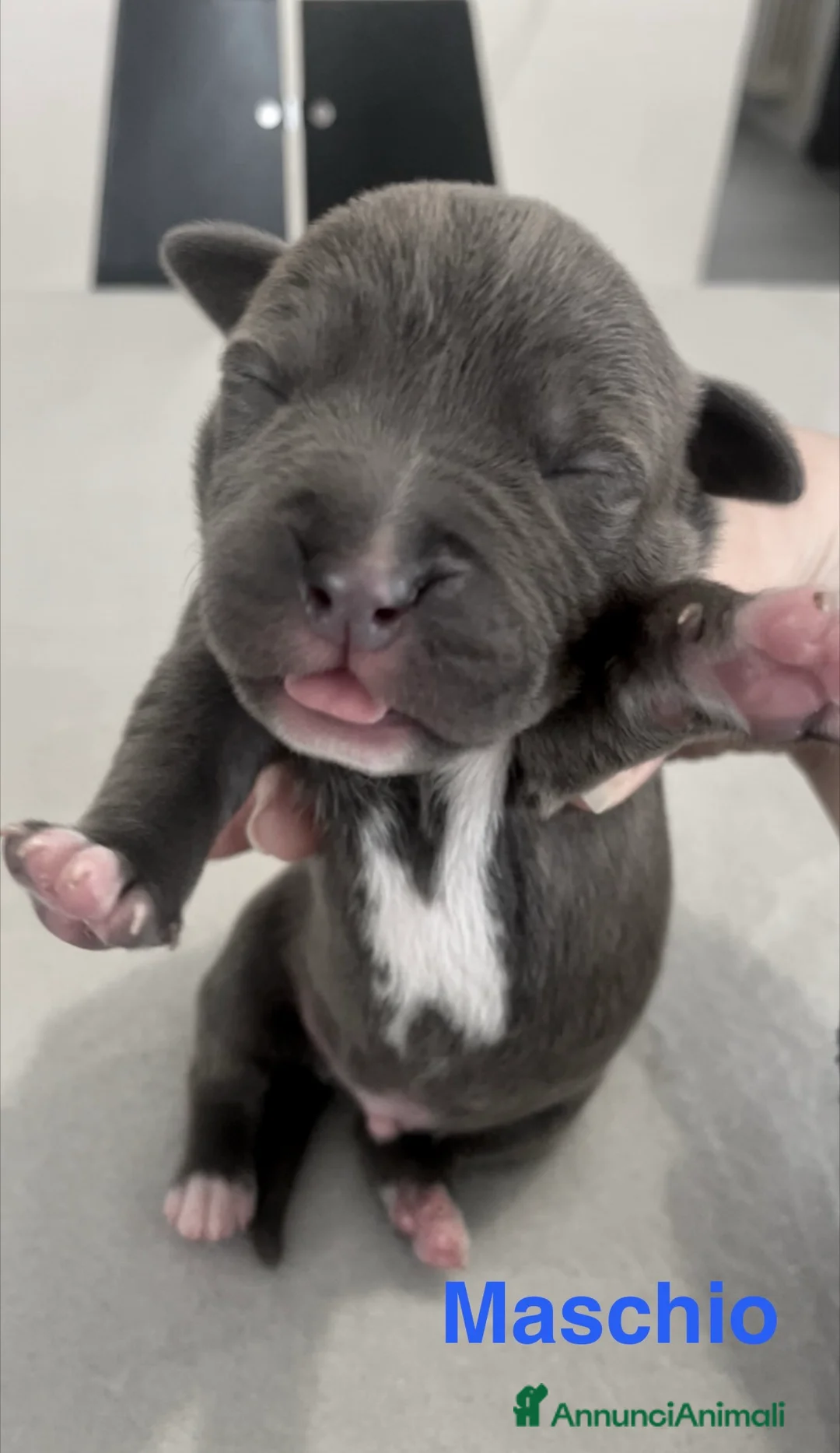 American Staffordshire cani in vendita: Amstaff Blue Nose/Blue Fawn - Annuncio 4
