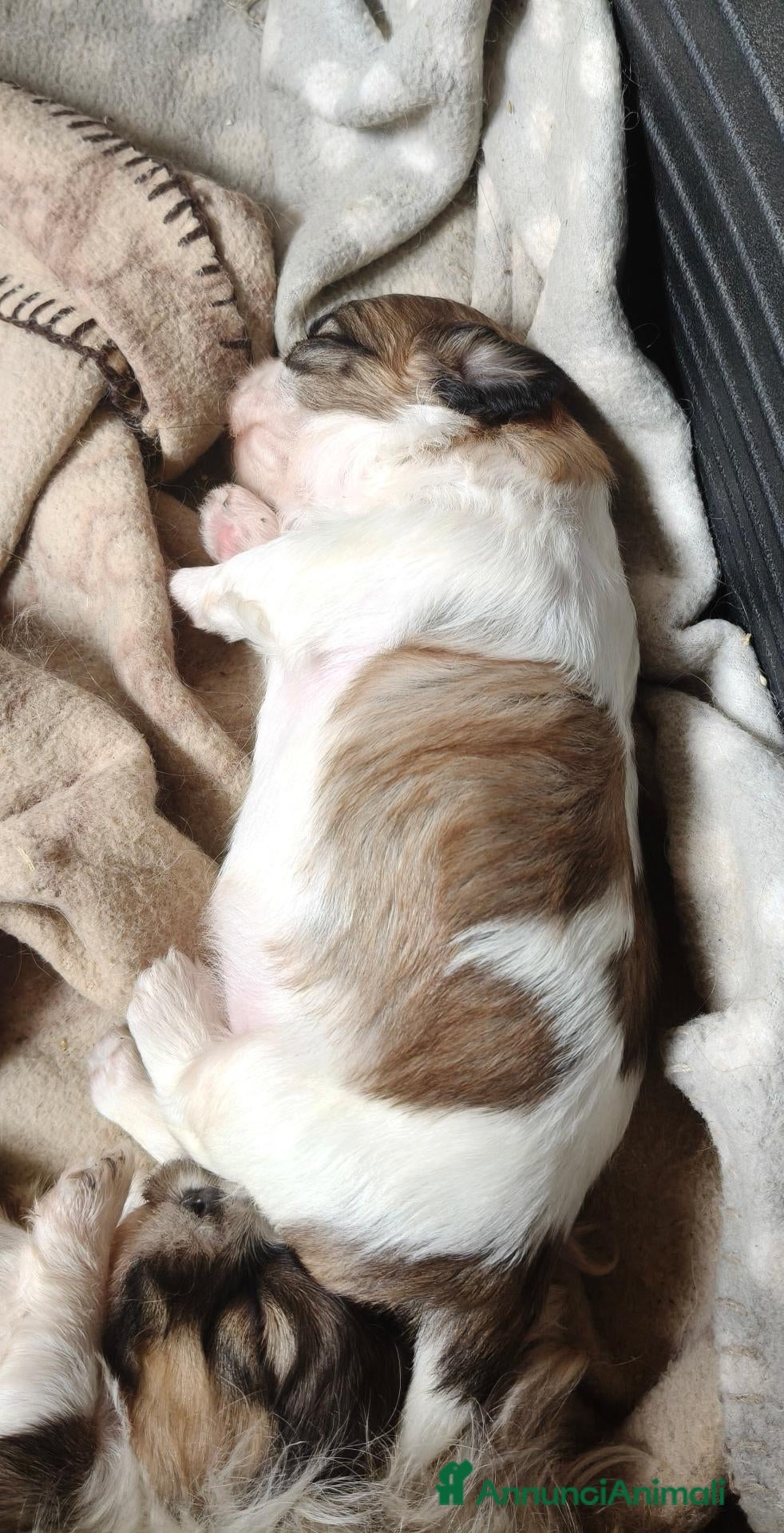 Shih Tzu cani Shih tzu  - Annuncio 31