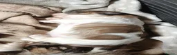 Shih Tzu cani in vendita: Shih tzu  - Annuncio 3