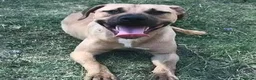 Meticcio cani in regalo: OTIS socievole simpaticone! - Annuncio 1