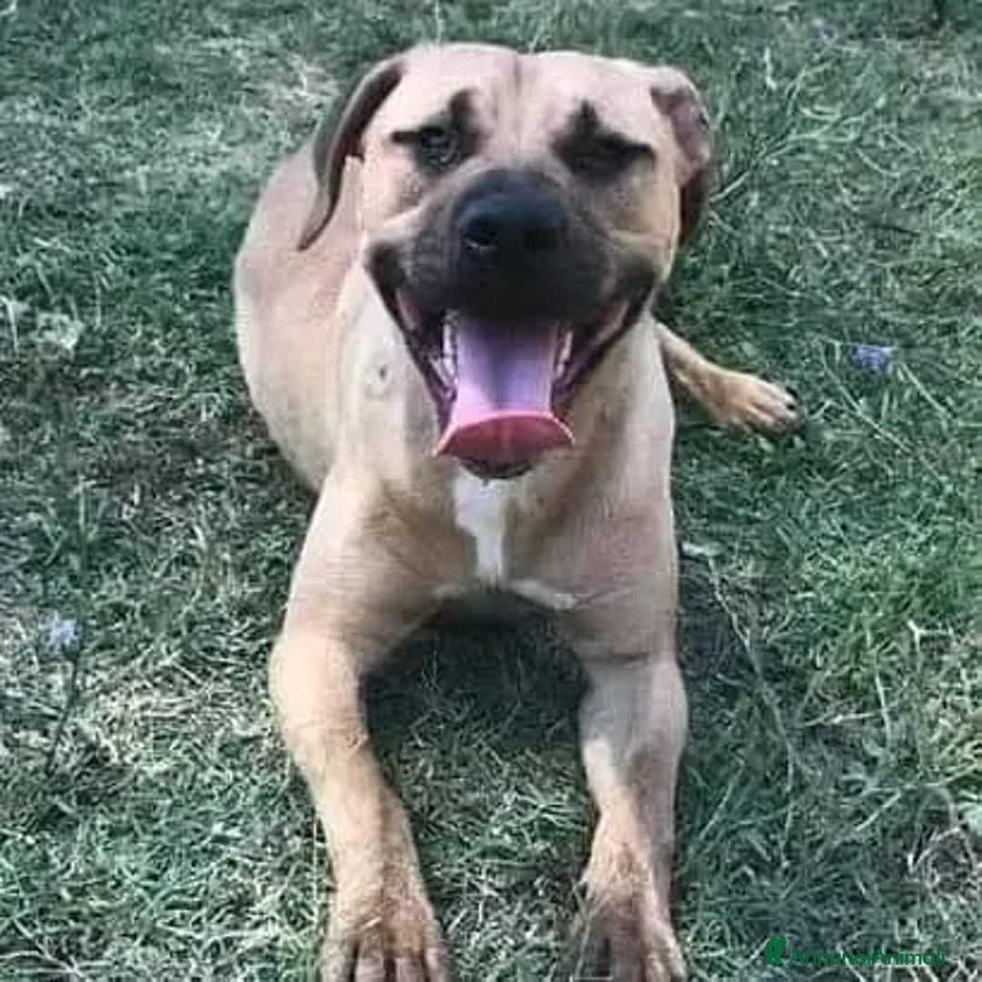 Meticcio cani in regalo: OTIS socievole simpaticone! - Annuncio 1