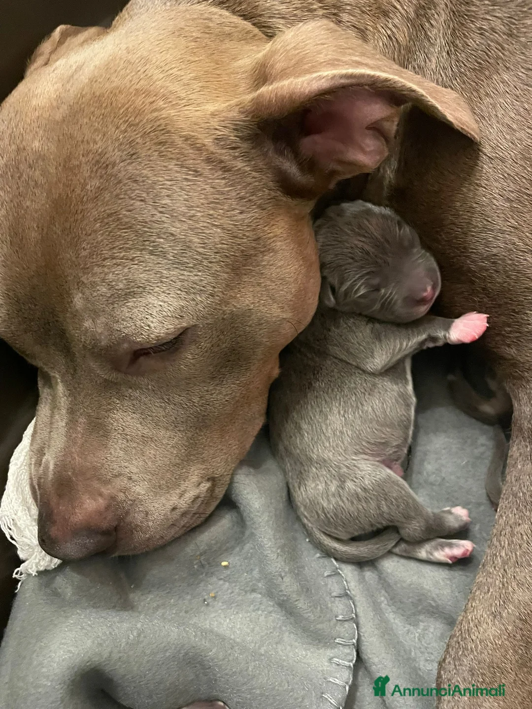 American Staffordshire cani in vendita: Amstaff Blue Nose/Blue Fawn - Annuncio 1