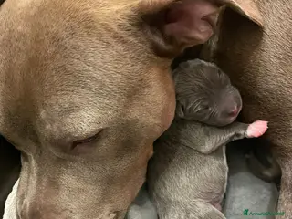 American Staffordshire cani Amstaff Blue Nose/Blue Fawn - Annuncio 25