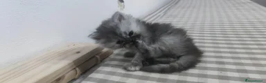 Persiano 3