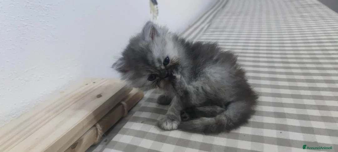 Persiano gatti in vendita: Cuccioli persiani  - Annuncio 2