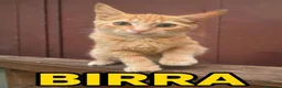 Europeo gatti in regalo: 3 rossi in cerca di casa - Annuncio 3