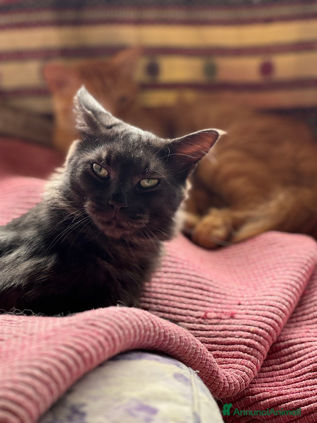 Maine Coon gatti per accoppiamento: Stallone Black smoke Maine Coon Per accopiamento a Provincia di Brescia - Annuncio 13