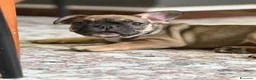 Bulldog Francese cani in vendita: Bulldog francese femmina a Provincia di Brindisi - Annuncio 2