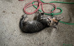 Altre razze gatti in vendita: 7 allegri batuffoli in cerca di casa a Province of Brescia - Immagine 19