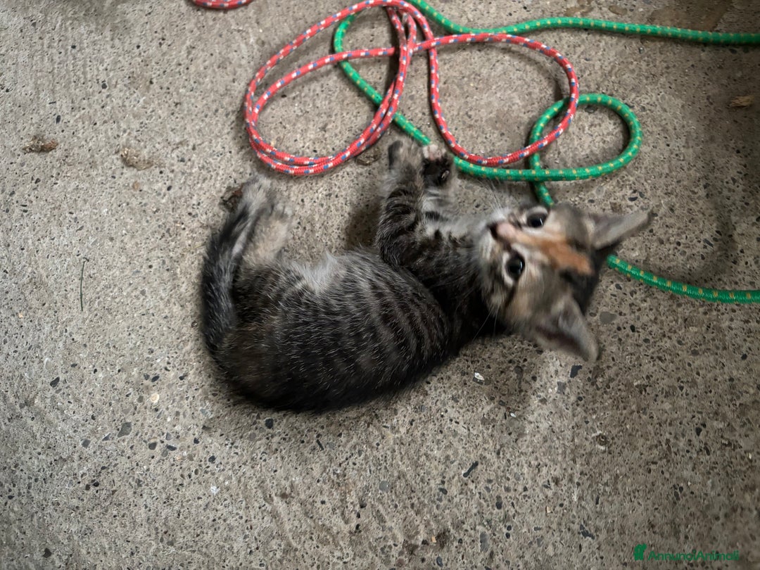 Altre razze gatti in vendita: 7 allegri batuffoli in cerca di casa a Province of Brescia - Immagine 19