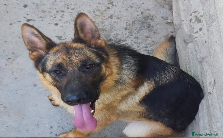 Pastore Tedesco cani a Provincia di Forlì-Cesena - Annuncio 1