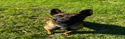 Pastore Belga cani per accoppiamento: Pastore belga malinois da monta - Annuncio 2