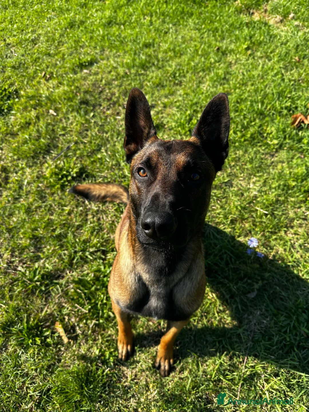 Pastore Belga cani per accoppiamento: Pastore belga malinois da monta - Annuncio 2