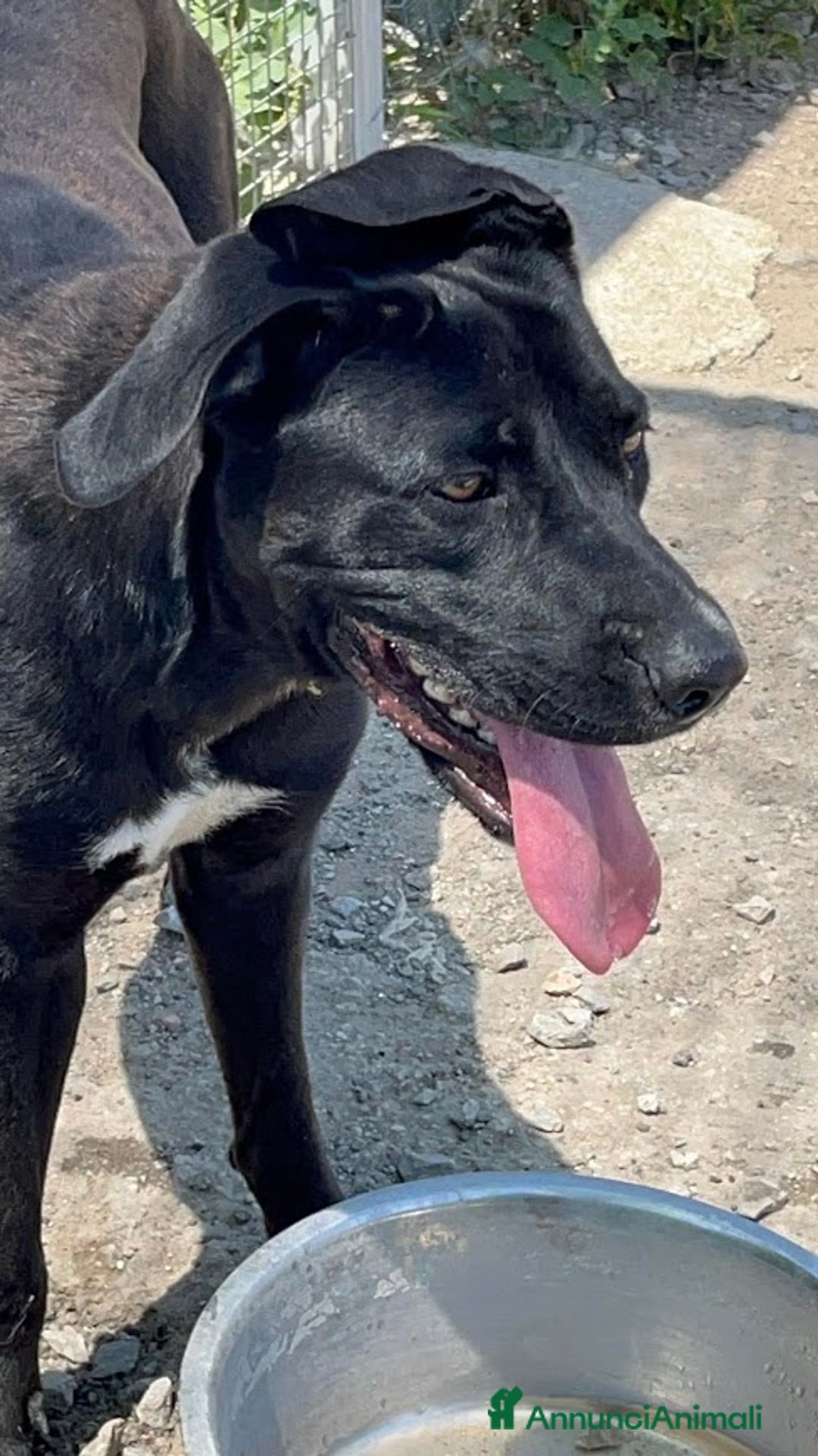 Cane Corso cani in regalo: OLIMPIA panterona dal cuore grande - Annuncio 8