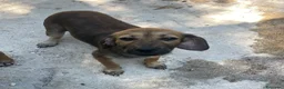 Meticcio cani in regalo: OMBRA MEDIO PICCOLA a Provincia di Piacenza - Annuncio 6