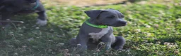 Pitbull cani in vendita: Cuccioli di Pit Bull Blue Nose anche a rate - Annuncio 20