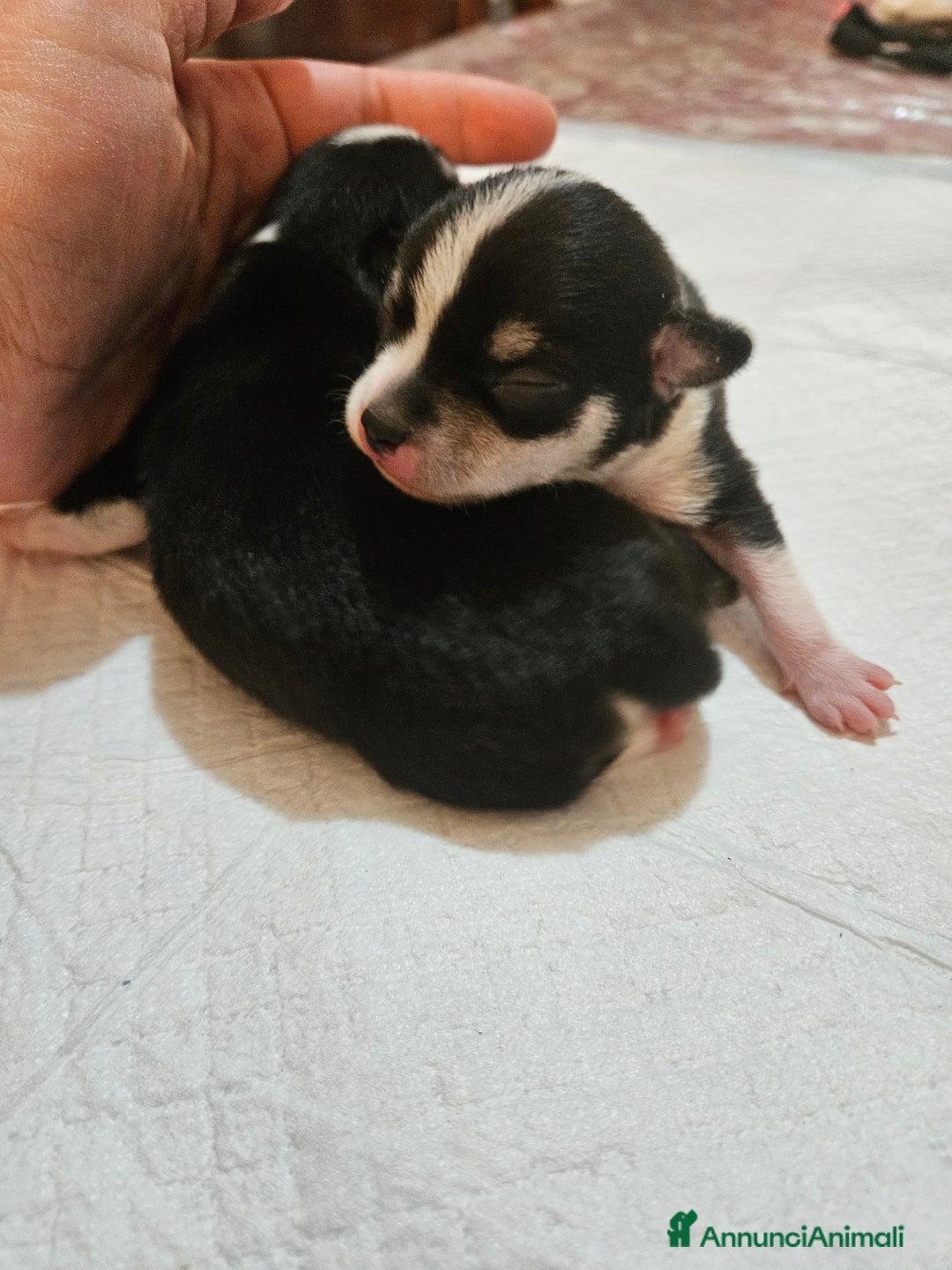 Chihuahua cani in vendita: Chihuahua toy  - Annuncio 8