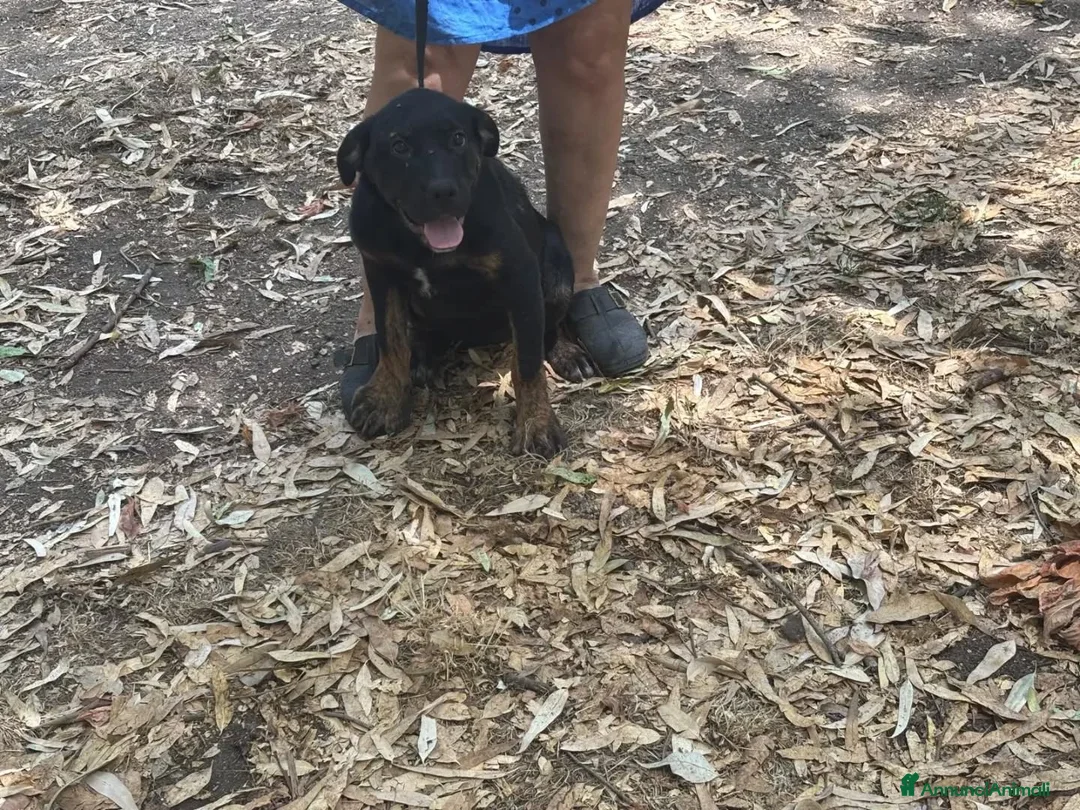 Meticcio cani in regalo: Vega cucciola cerca casa mix rottweiler corso - Annuncio 2