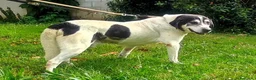 Meticcio cani in regalo: VALERIO DOLCE NONNINO - Annuncio 2