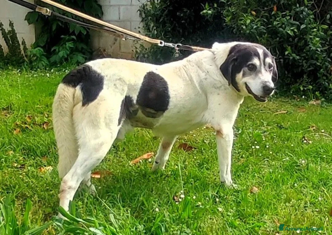 Meticcio cani in regalo: VALERIO DOLCE NONNINO - Annuncio 2
