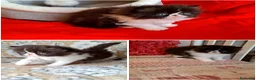 Persiano gatti in vendita: Persiani ipertipici  - Annuncio 2